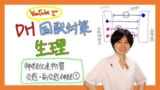 【生理】DH国試対策【2022年 No.23】【神経伝達物質、交感・副交感神経①】