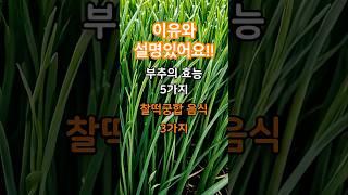 부추의 효능 5가지 어울리는 찰떡궁합 음식 조합 3가지 #건강  #건강정보  #부추  #효능