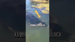 물소가 이래서 물소?