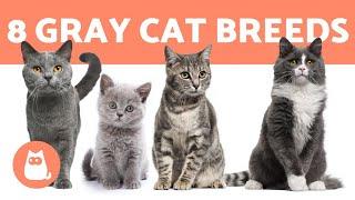 TOP 8 GRAY CAT BREEDS ️ (Which Is Your Favorite?)