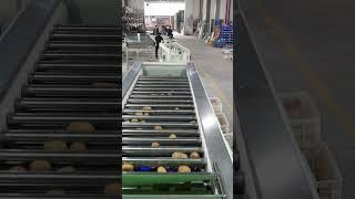 Potato sorting grading machine vegetable processing line roller adjustable size grader for sale