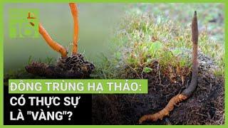 Đông trùng hạ thảo dược tính tốt: Cách nhận biết thế nào? | VTC16