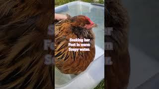 My #chicken has #bumblefoot first I soak her feet in warm soapy water for 20 min.