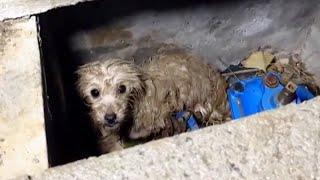 A Stray Dog ​​Hid In The Sewer, Shivering And Soaking Wet.
