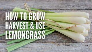 How to Grow, Harvest and Use Lemongrass