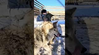 The kindest wolves in the kennel RusWolfDog!  #wolf #dog #cute