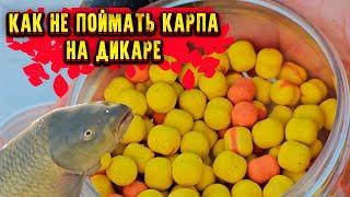 КАК не поймать КАРПА на дикаре