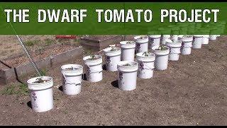 The Dwarf Tomato Project