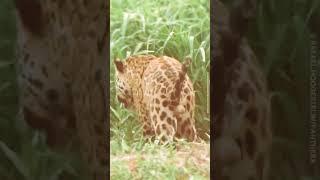 Jaguar Filmed in the Pantanal