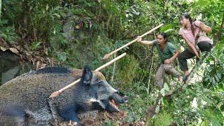 wild boar detection, wild boar catching skills, bamboo shoot harvesting, farm life, SURVIVAL ALONE