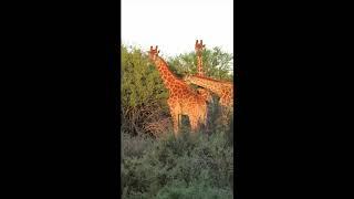 Giraffes