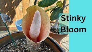 Amorphophallus bulbifer Finially in Bloom