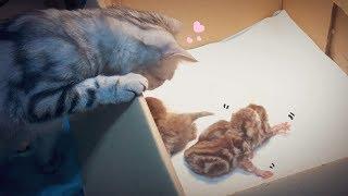고양이 수리가 새끼를 낳았어요 Cat Gives Birth To 3 Kittens 猫の出産 [SURI&NOEL]