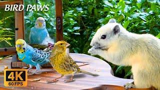 (NO ADS) CATS ENTERTAINMENT - Tropical Forest for Cats: Beautiful Squirrels and Singing Birds!