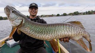 GIANT Musky on a TINY Lake!