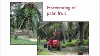 The Extraction of Palm Oil, by Prof  Abd Karim Alias