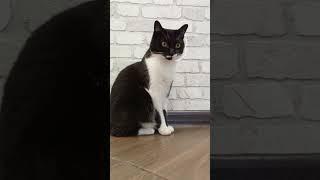 Мурка шарит за тренды#мурка#котик#юмор#шортс#2025 .