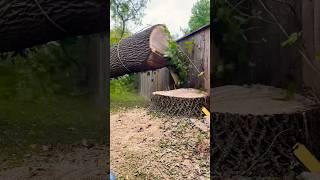 Luck or skill? #treeremoval #treeservice #treebgone #chainsaw #stihl #arborist #trees #londonontario