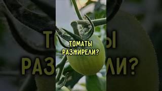 Три народных совета, которые сделают томатам только хуже