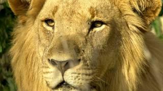 Southern Africa, the secrets of wildlife