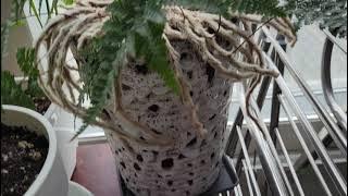 상록 넉줄고사리 / 흰토끼발 고사리 / 후마타 고사리 Squirrel's  (bear's, white rabbit's) foot fern 대왕독거미 타란툴라의 다리를 닮은 고사리