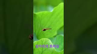 잠자리의 호버링#shorts#연꽃#아자소