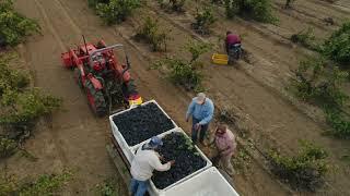 Ancient Vine Zinfandel Harvest