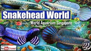 Snakehead Fish World & Channa Snakehead Aquariums