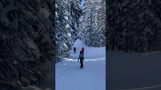 Ski in woods in Vail - Beautiful trees