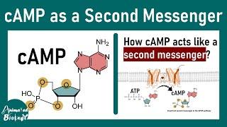 cAMP as second messenger | cAMP pathway | How cAMP acts like a second messenger ?