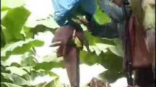 DOLE Banana Growing and taking care