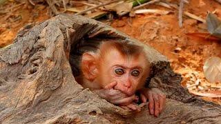 The best The baby monkey's cozy home. This little monkey made a wooden hole for him.