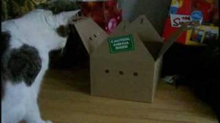 What's in Da Box?