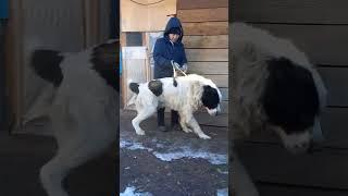 ГИГАНТ .Молодой СУПЕР ТЯЖ.1,5 года ..Сын МАМЛЮКА.Гопод Оренбург. #алабай #собака #животные #собаки #