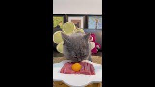 The little kitten has a luxurious meal today. #The most active kitten in eating #Eating fanatic kit