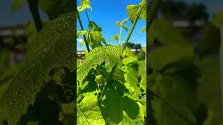 Garden Update May 25, 2023 | Campbell’s Garden #Shorts
