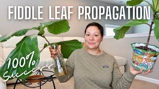 Fiddle Leaf Propagation | Part 2 Fiddle Leaf Pruning Update