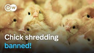 What are the consequences of Germany's ban on chick killing? | DW Documentary