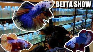 BETTAS You've Never Seen Before: AMAZING Betta Fighting Fish Show in Vietnam