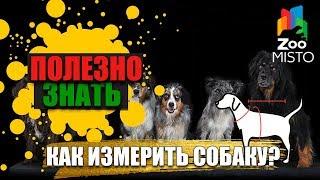 Полезно знать с ZooMISTO | Как измерить собаку?