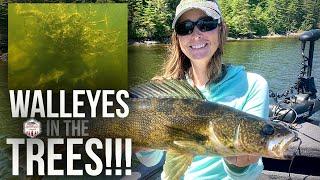 Catching Walleyes in Trees!!! (INSANE Underwater Footage)