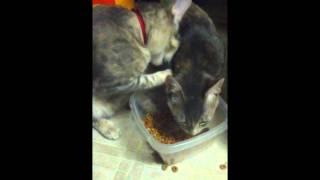 Kitten eating with her paws