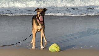 Let’s play ball  on the beach️ with Hank!