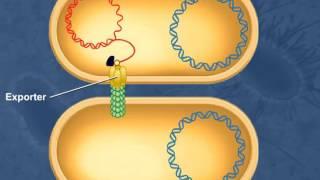 Bacterial Conjugation