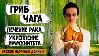 Гриб ЧАГА: лучшее детокс-соедство! Иммунитет. Рак