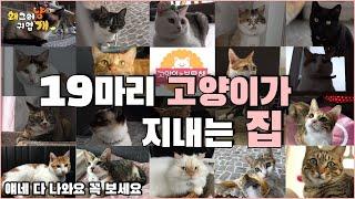 19마리 고양이와 함께사는 집은 어떨까? 나만 없는 고양이 다 여기있네ㅠㅠ