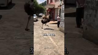 인간이 타조를 이기는 방법