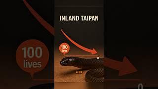 The 4 Deadliest Animals in the World #animalfacts #animalshorts #venomus #taipan
