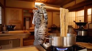 【Healing kitty】A cat chef makes Udon Noodles.