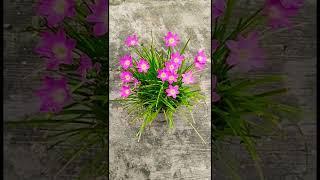 Rain lily  #shorts #flowers